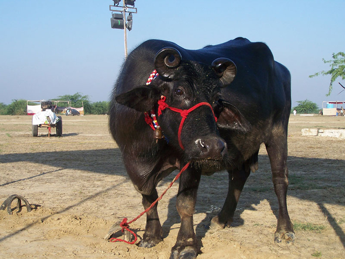 Biology case studies buffalo