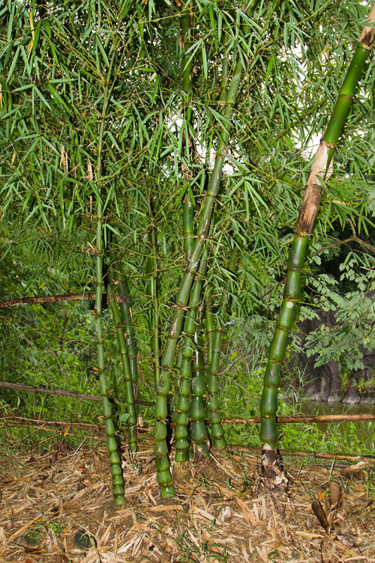 D Source Bamboo Plantation Amp Types Bamboo Craft