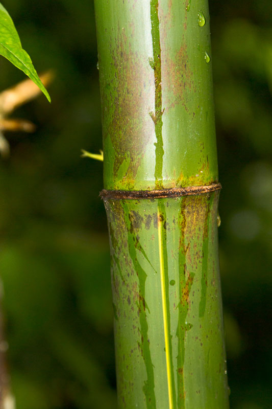 D Source Bamboo Plantation Amp Types Bamboo Craft