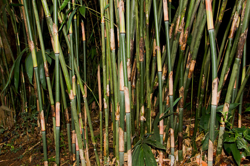 D'source BambooPlantation & Types Bamboo Craft Wayanad D'Source