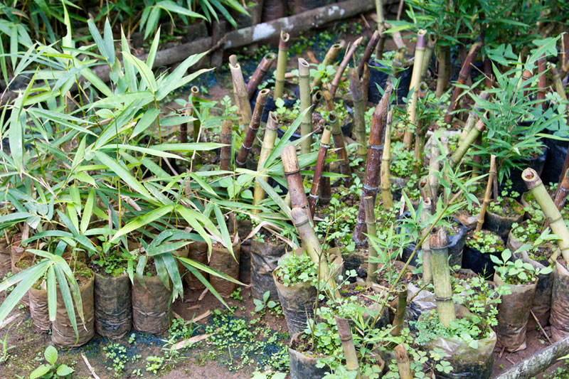 D'source BambooPlantation & Types Bamboo Craft Wayanad D'Source