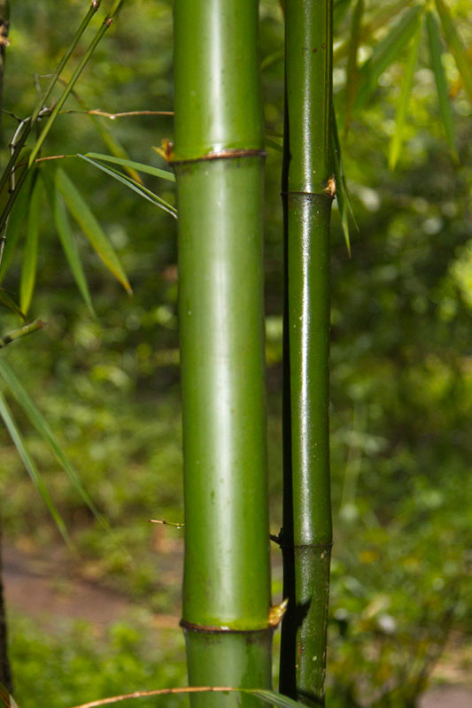 D'source BambooPlantation & Types Bamboo Craft Wayanad D'Source