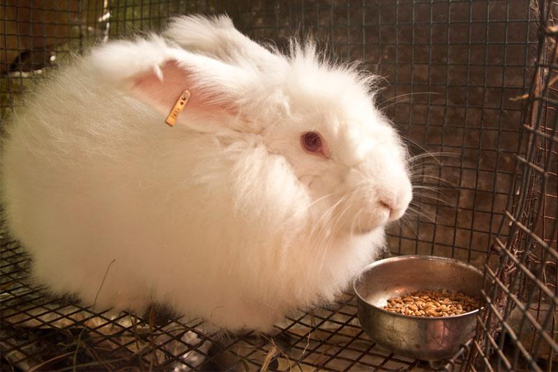 D'source Introduction | Angora Rabbit Wool Weaving | D'Source Digital ...