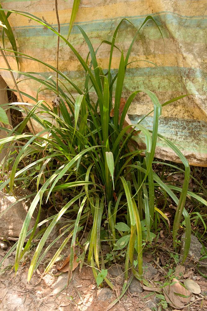 D'source Tools and Raw Materials Screw Pine Mat Alleppey, Kerala