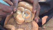 Coconut Sculpting - Bengaluru