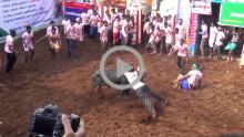 Bull Taming 1